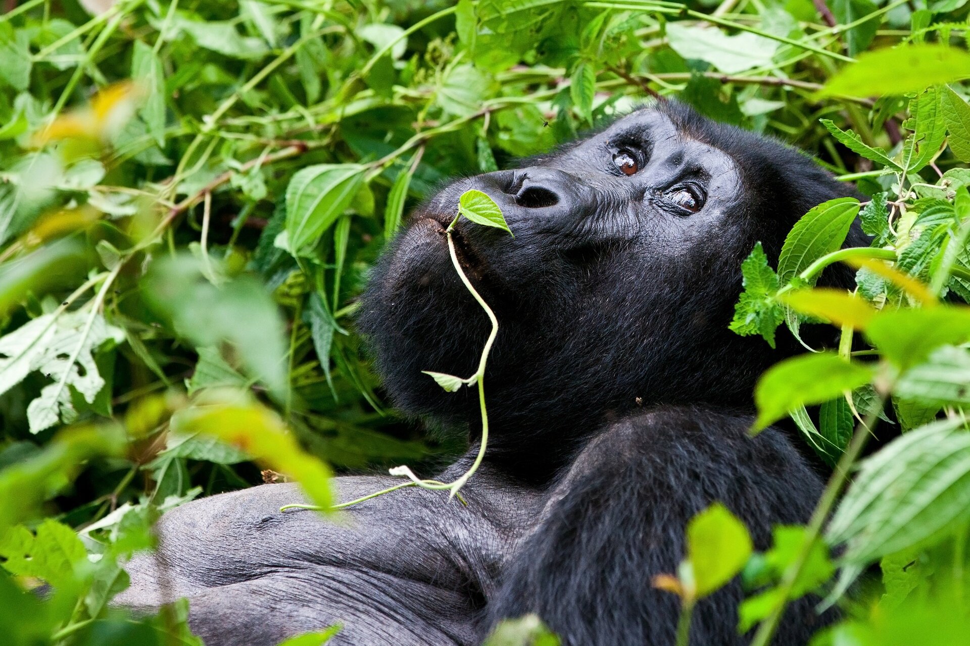 immagine di copertina per Uganda, alla ricerca dei gorilla